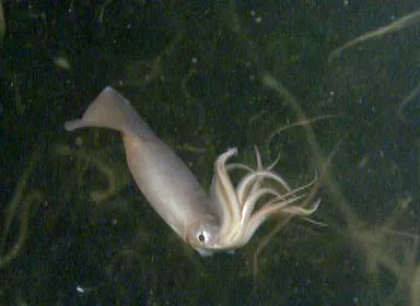 humboldt squid: dosidicus gigas, a large squid living in the waters of the Humboldt Current in the eastern Pacific...