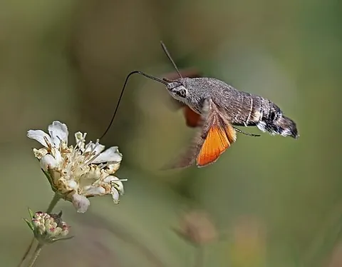 hummingbird hawkmoth: any of various sphingid moths of the genus Macroglossum, especially Macroglossum stellatarum,...