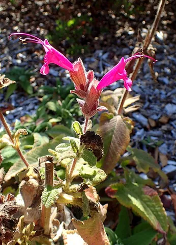 hummingbird sage: the pitcher sage, Salvia spathacea, a fragrant sage native to California, with large red flowers...