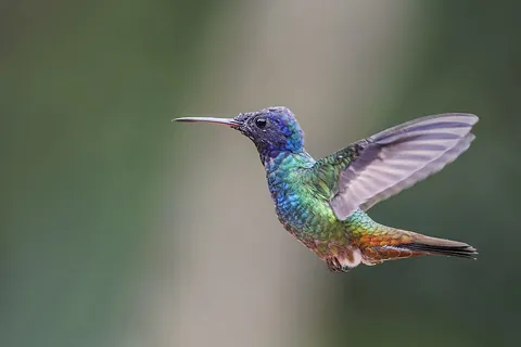 hummingbird: any of various small American birds in the family Trochilidae that have the ability to hover