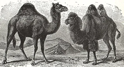hump: a mound of earth
