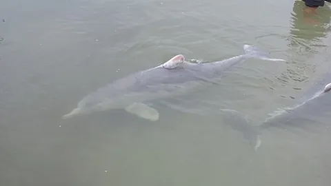 humpback dolphin: any of the genus Sousa of oceanic dolphins, characterized by a conspicuous hump and an elongated...