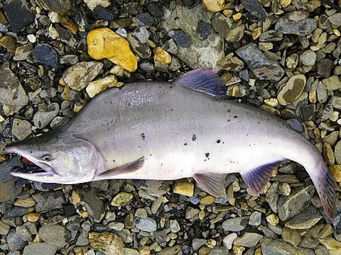 humpback salmon: a small salmon (Oncorhynchus gorbuscha), which ascends Pacific coast rivers of Asia and of America...