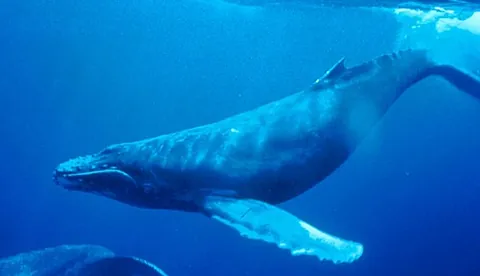 humpback whale: a species of baleen whale (Megaptera novaeangliae)