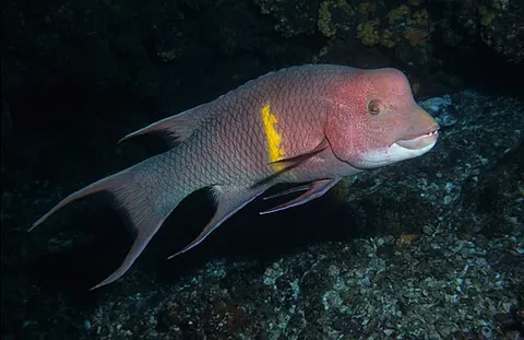 humphead wrasse: a fish (Cheilinus undulatus)