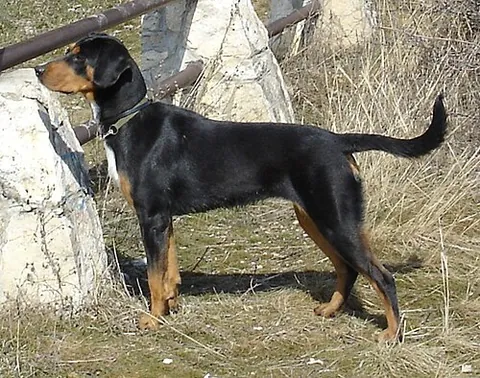 hungarian hound: a breed of hunting dog originating in Hungary