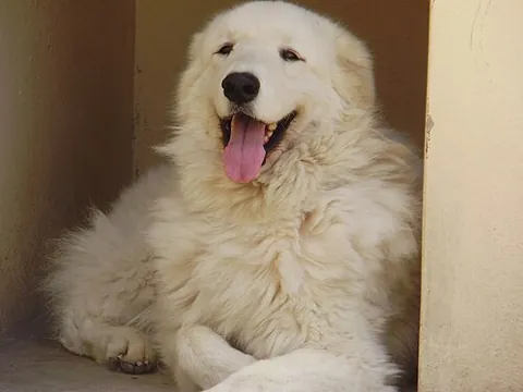 hungarian kuvasz: a Kuvasz dog