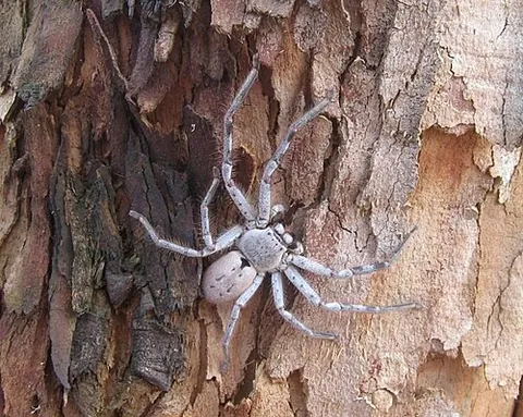 huntsman: a hunter