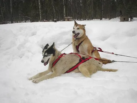 husky: of a voice, hoarse and rough-sounding; throaty