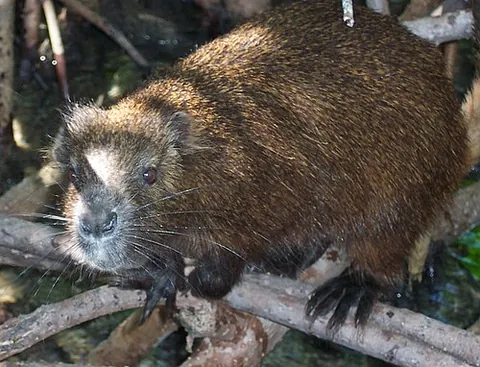 hutia: any of the medium-sized rodents of the subfamily Capromyinae, which inhabit the Caribbean islands
