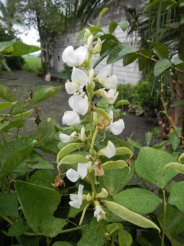 hyacinth bean: a climbing leguminous plant (Lablab purpureus), with white or dark purple flowers, native to...
