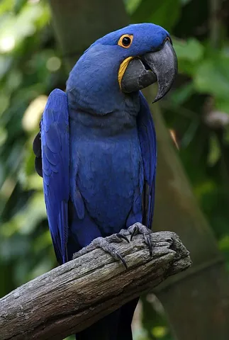 hyacinth macaw: a large, blue parrot, Anodorhynchus hyacinthinus, native to central and eastern South America