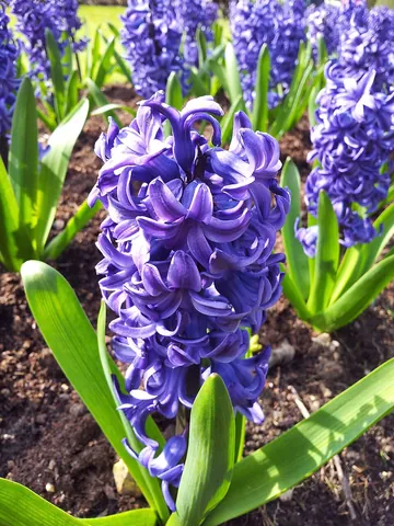 hyacinth: any bulbous plant of the genus Hyacinthus, native to the Mediterranean and South Africa