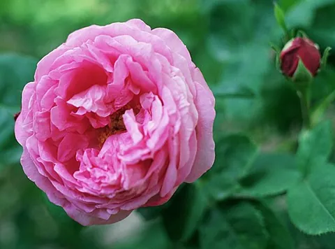 hybrid perpetual: a cross between a damask rose and a hybrid China rose