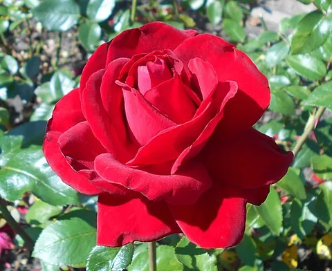 hybrid tea: a cross between a hybrid perpetual and a tea rose