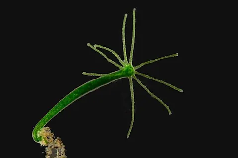 hydra: a dragon-like creature with many heads and the ability to regrow them when maimed
