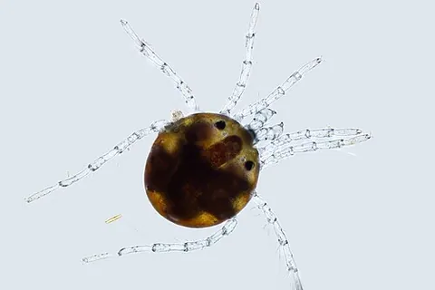 hydrachnid: an aquatic mite of the genus Hydrachna or of its relatives in Hydrachnidiae or similar groups