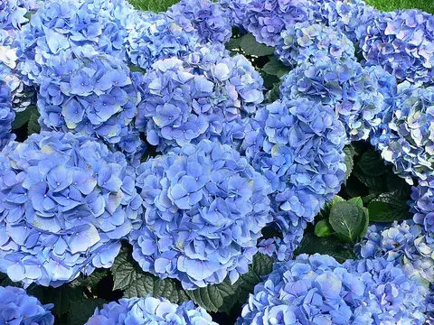 hydrangea: any of several shrubs, of the genus Hydrangea, having large clusters of white, pink or blue flowers