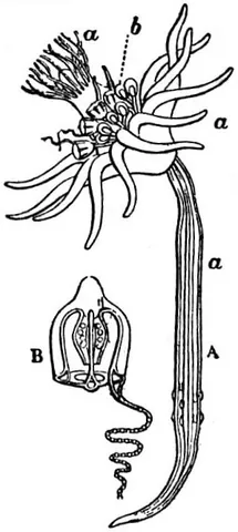 hydriform: having the form or structure of a hydra