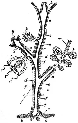 hydrocaulus: the hollow stem of a hydrozoan