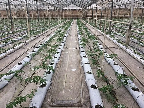 hydroponics: the cultivation of plants in a nutrient solution rather than in the soil