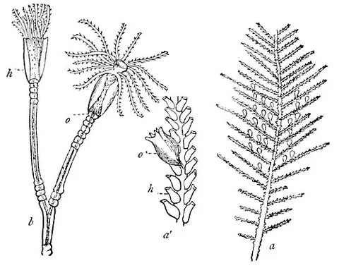 hydrotheca: one of the calyculi that protect the hydranths in certain hydrozoans