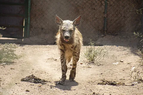 hyena: any of the medium-sized to large feliform carnivores of the family Hyaenidae, native to Africa and...