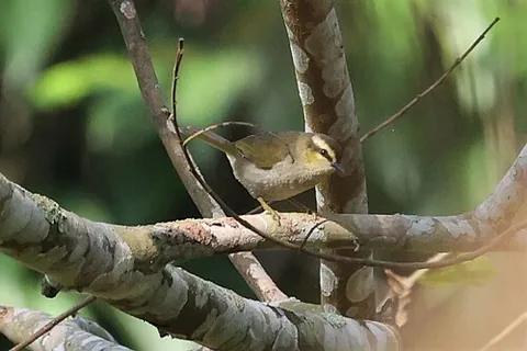 hylia: any bird in the family Hyliidae