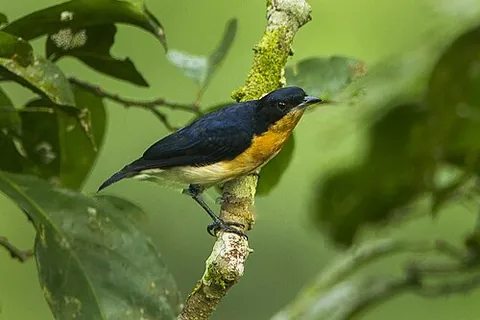 hyliota: any of several species of passerine birds in the genus Hyliota, found in Africa