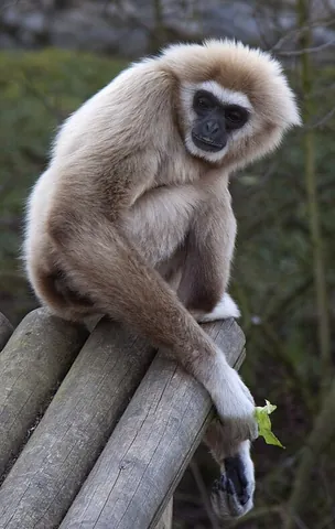 hylobatid: any species of the family Hylobatidae; a gibbon