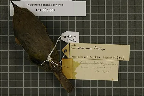 hylocitrea: any bird of the species Hylocitrea bonensis
