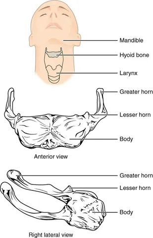 hyoid bone: a U-shaped bone or complex of bones that is situated between the base of the tongue and the larynx...