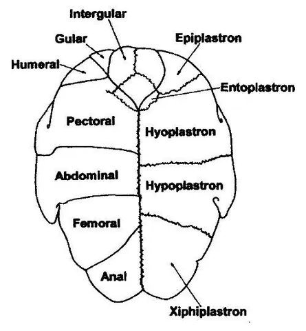 hyoplastron: the second lateral plate in the plastron of turtles