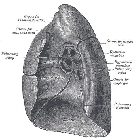 hyparterial: situated below an artery; applied especially to the branches of the bronchi branching off below the...