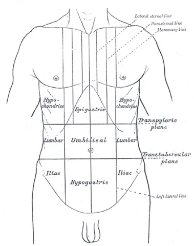 hypochondrium: the upper region of the abdomen, covering the upperribs, at each side of the epigastrium