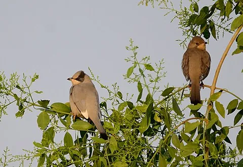 hypocolius: the grey hypocolius (Hypocolius ampelinus), the sole member of the family Hypocoliidae