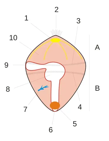 hyposphere: the lower part of a trochophore