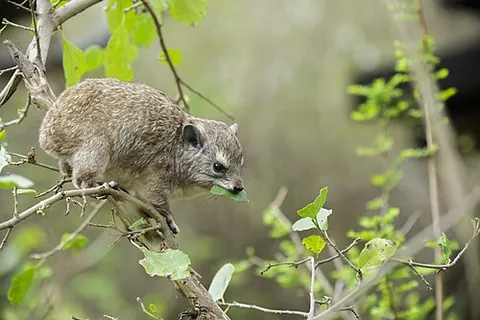 hyrax: any of several small, paenungulate herbivorous mammals of the family Procaviidae from the order...