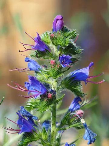 hyssop: any of several aromatic bushy herbs, of the genus Hyssopus, native to Southern Europe and once used...