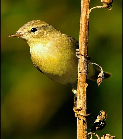 iberian chiffchaff: phylloscopus ibericus, a species of leaf warbler endemic to Portugal, Spain and North Africa, west...