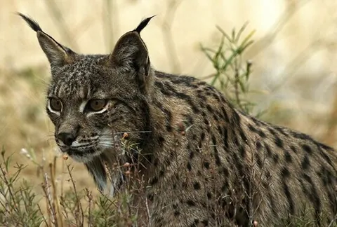 iberian lynx: any member of the species Lynx pardinus of endangered lynxes, native to the Iberian peninsula