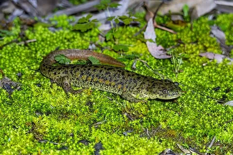 iberian ribbed newt: a large (15-30 cm) salamander (Pleurodeles waltl) with orange tubercles along each side, through...