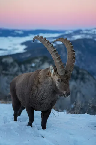 ibex: a type of wild mountain goat of the genus Capra, such as the species Capra ibex