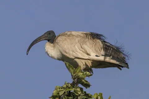ibis: any of various long-legged wading birds in the family Threskiornithidae, having long downcurved...