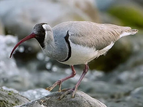 ibisbill: ibidorhyncha struthersii, a species of wading bird inhabiting the shingle riverbanks of the high...