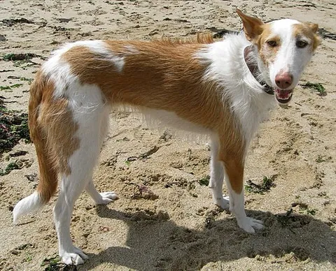 ibizan hound: a kind of sighthound bred in Spain