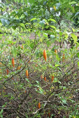 iboga: tabernanthe iboga, a perennial rainforest shrub and a source of the hallucinogen ibogaine