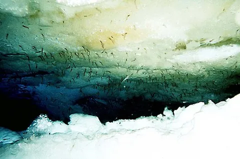 ice alga: algae adapted to grow on ice, different species growing on freshwater and saltwater ice
