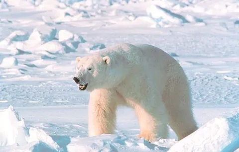 ice bear: a polar bear (Ursus maritimus)