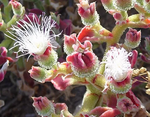 ice plant: a succulent annual, Mesembryanthemum crystallinum, of the fig marigold family, having pale pink...